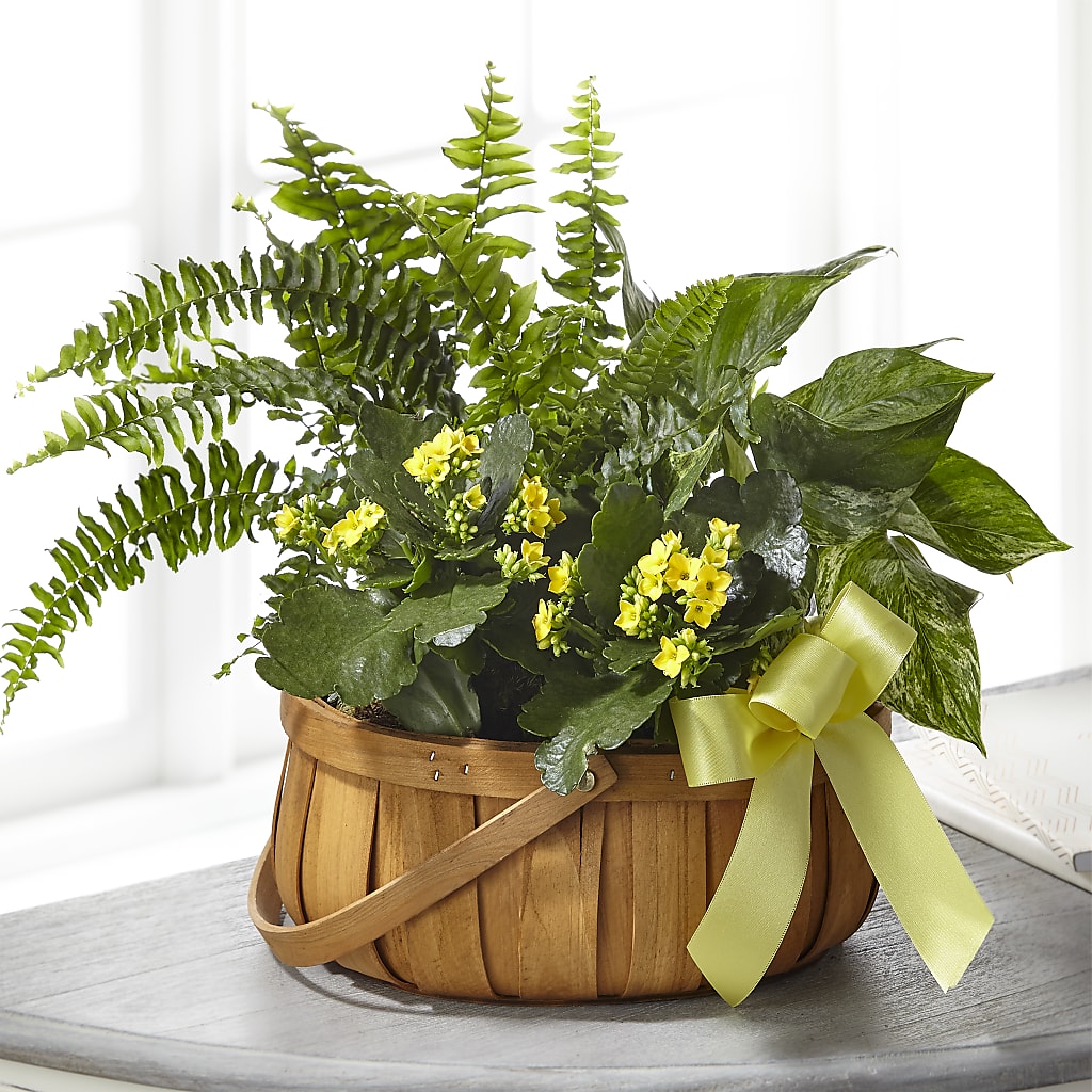 Always Dear Dishgarden – David Flowers Gifts And Interiors, Oklahoma City OK