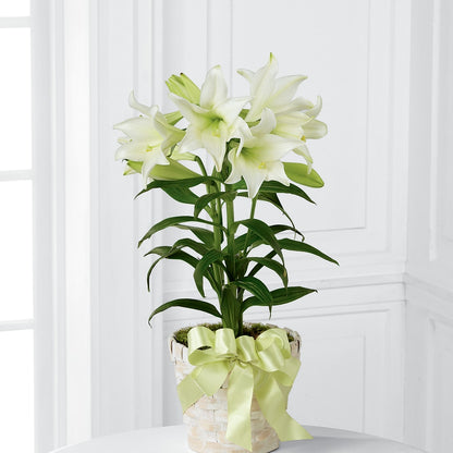 Easter Lily Plant –  David Flowers Gifts And Interiors, Oklahoma City OK
