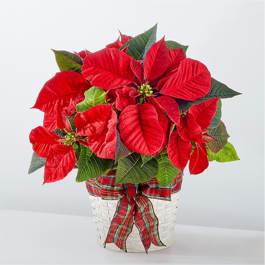 Joyeuses Fêtes Poinsettia