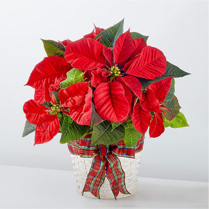 Joyeuses Fêtes Poinsettia