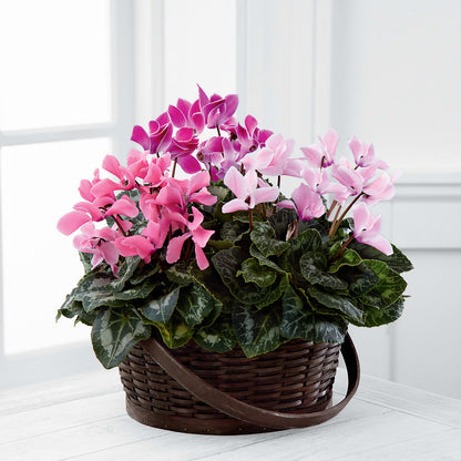 Mixed Cyclamen Planter –  David Flowers Gifts And Interiors, Oklahoma City OK