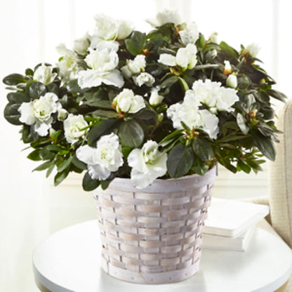 White Azalea Plant –  David Flowers Gifts And Interiors, Oklahoma City OK