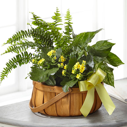 Always Dear Dishgarden –  David Flowers Gifts And Interiors, Oklahoma City OK